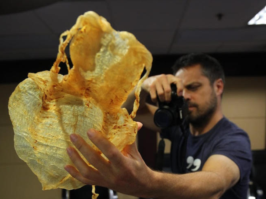 Andrea Crosta inspecting Totoaba maw seized in Hong Kong.