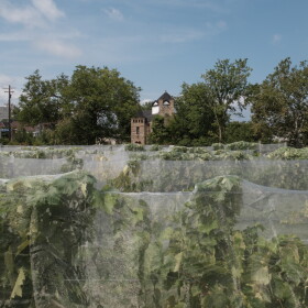 View of the Vineyards at Château Hough Vineyards and Winery in Cleveland, Ohio. Wednesday, August 19, 2026. Matthew Chasney for Ideastream Public Media.