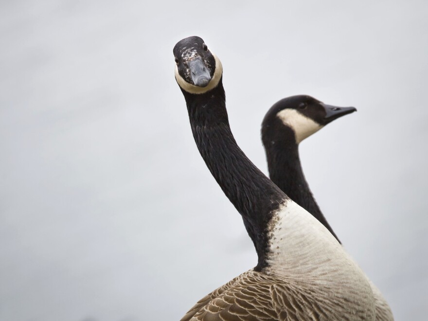 Canada geese are pictured on March 21, 2013 in Eltville, Germany. A dead Canada goose injured Robert Meilhammer in Easton, Md., when it was shot and fell from the sky.