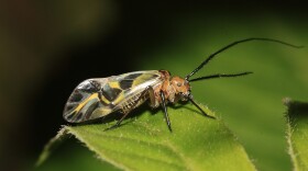 A bark fly, AKA bark louse