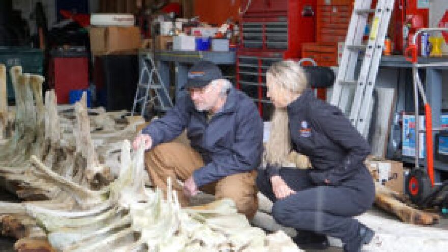 Frank Hadfield, president of Dinosaur Valley Studios and Hatfield Marine Science Center interim director Lisa Ballance examine the vertebrae of a 70-foot blue whale in 2023.
