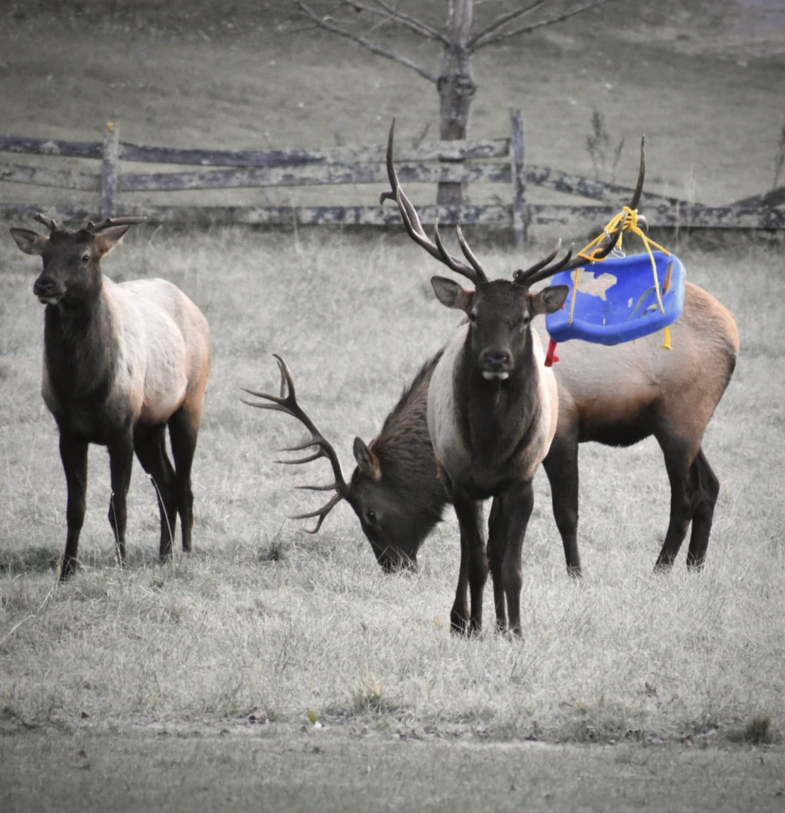 Local law enforcement received a flood of phone calls about the elk which prompted the N.C. Wildlife Resource Commission to help remove the swing.