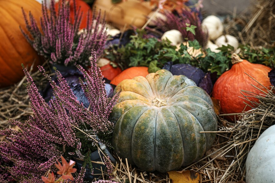 Sustainable Lifestyle. Raw Organic Food. Autumn Harvesting. Large Green Organic Pumpkin Against Lavender Flower And Raw Vegetables Background. Full Frame, Ambient Light, Copy Space