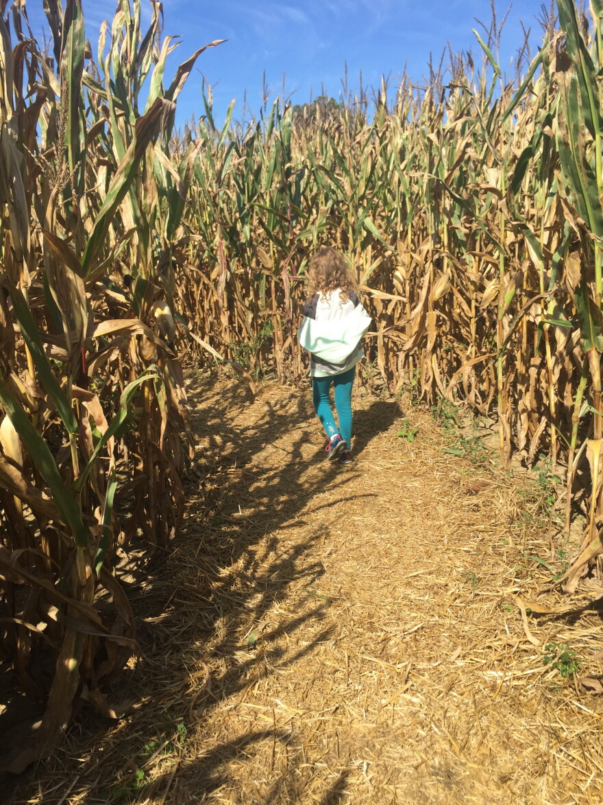 A child explores Szalay's Farm's corn maze.