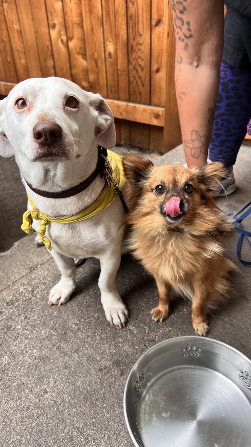 Two dogs stand patiently by a water bowl. The dog on the left is a comely white short-haired pup and the dog on the right is fluffy with tan fur, and is captured mid-mlem. 