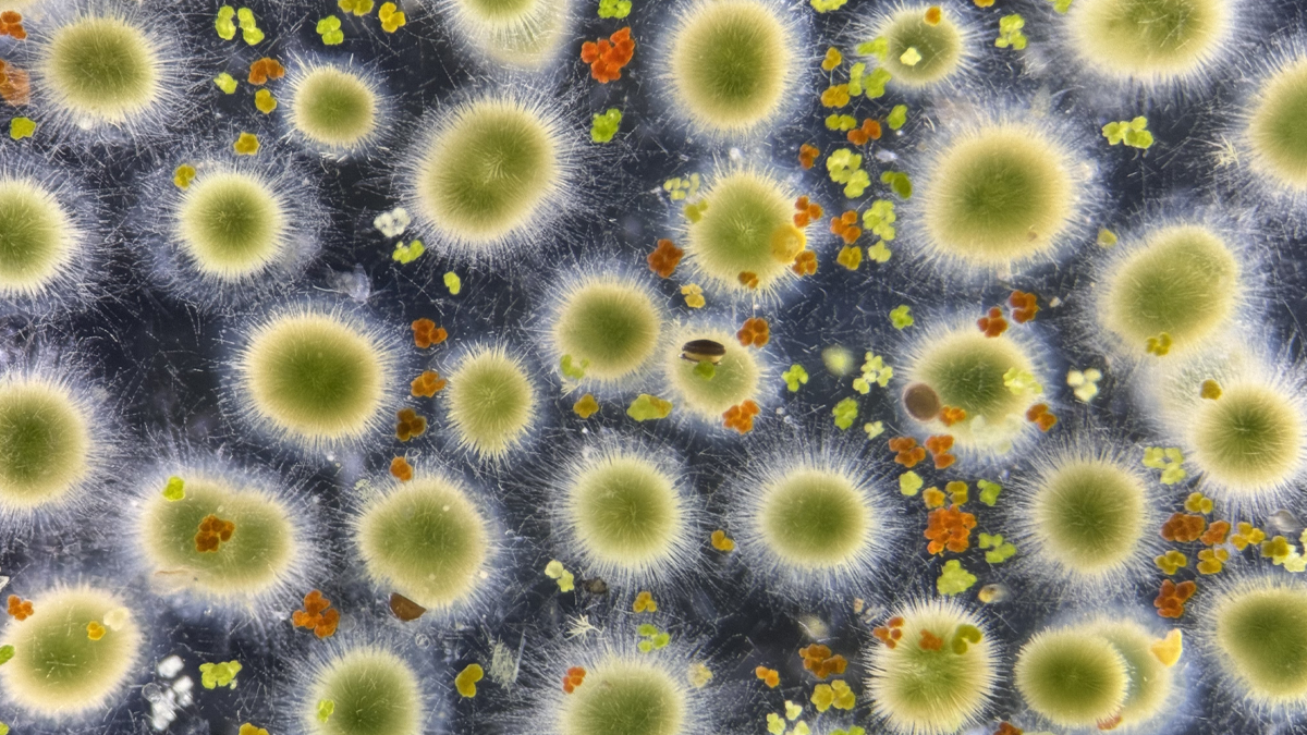 Algal bloom is intensifying offshore in Maine waters