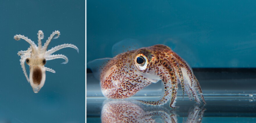 A close-up shows the juvenile California two-spot octopus (left). An adult Hawaiian bobtail squid <em></em>is seen on the right.