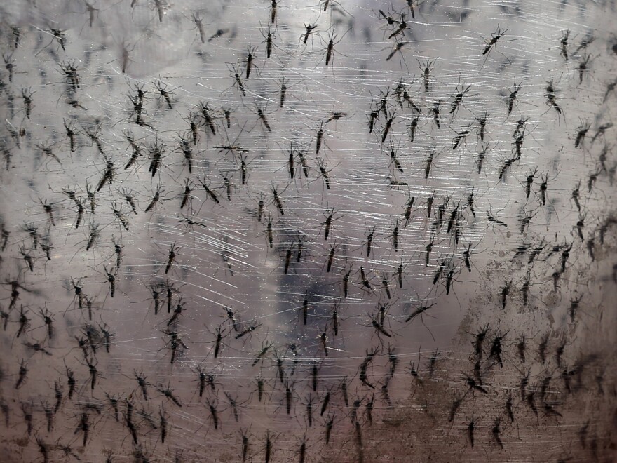 Pots with genetically modified male Aedes aegypti mosquitoes are pictured before they are released in Piracicaba, Brazil in April.