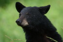 A closeup of a black bear's head against a blurry green background.