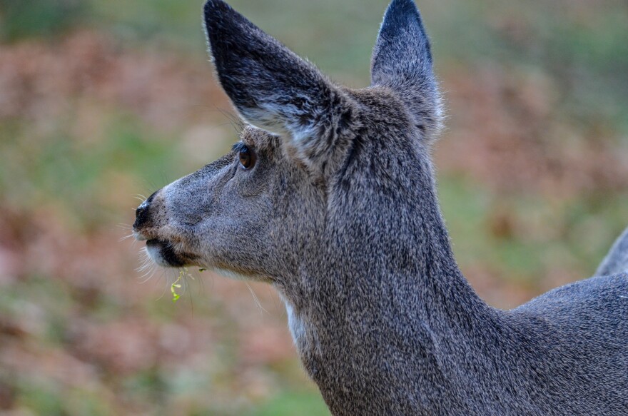 An antlerless white-tailed deer in Presque Isle Park in Marquette County. (Photo: John Pepin/Michigan Department of Natural Resources)