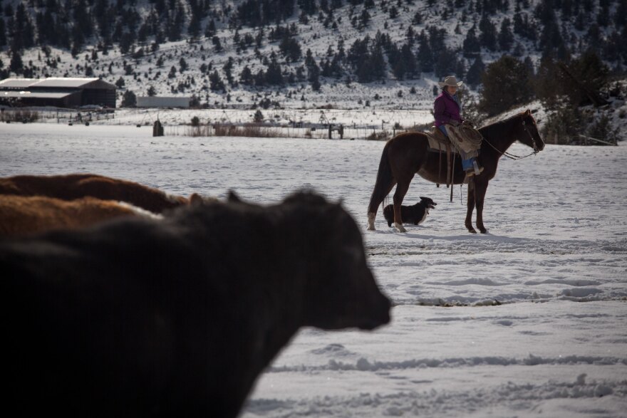 California rancher Kathy DeForest's ranch is located in Adin, California, near the border of Oregon where a wolf pack has frequently crossed into the state.