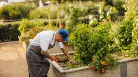 Chef Eduardo Osario tends to a garden to pick fresh produce for his restaurant