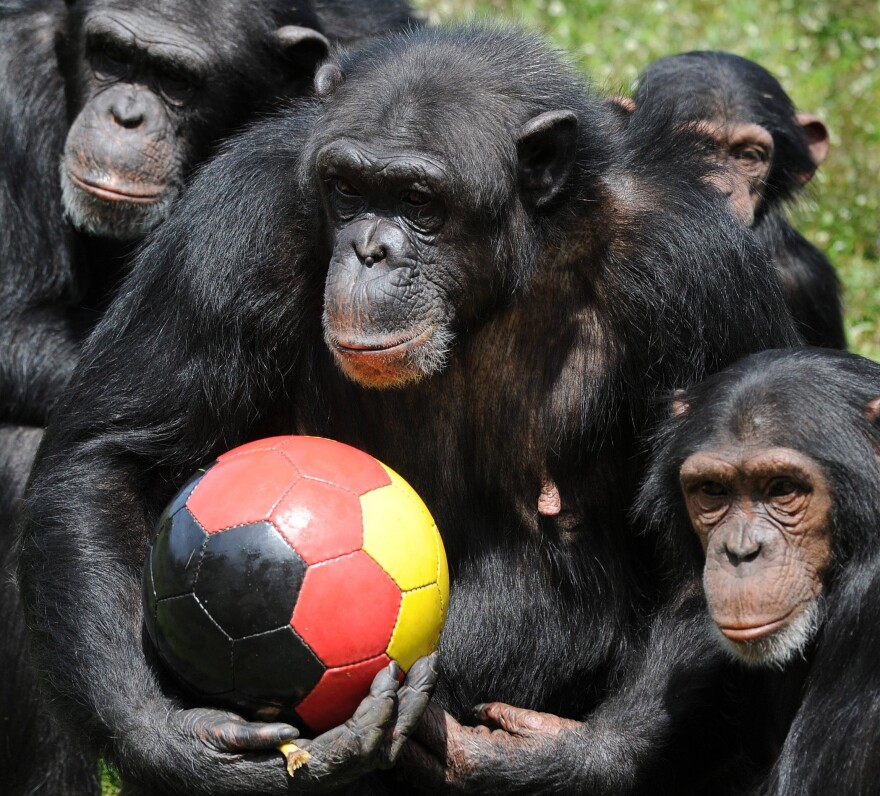 Chimpanzees are political animals who understand shared power and the benefits that flow from reconciliation.