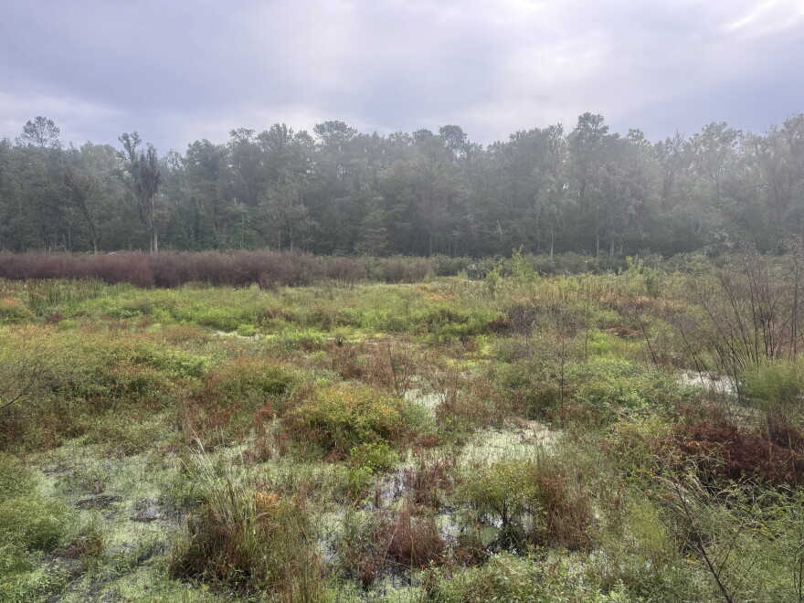 The view from the new Bob Simons observational platform at Turkey Creek Preserve on Saturday, Oct. 3, 2026. (Arjun Mendiratta/WUFT News)