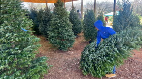 A child drags a tree at Wells Christmas Tree Farm in Norman.