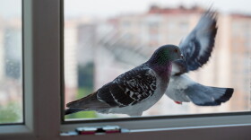This stock photo shows a pigeon at a window.