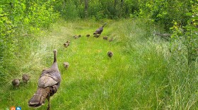 Wild turkeys
