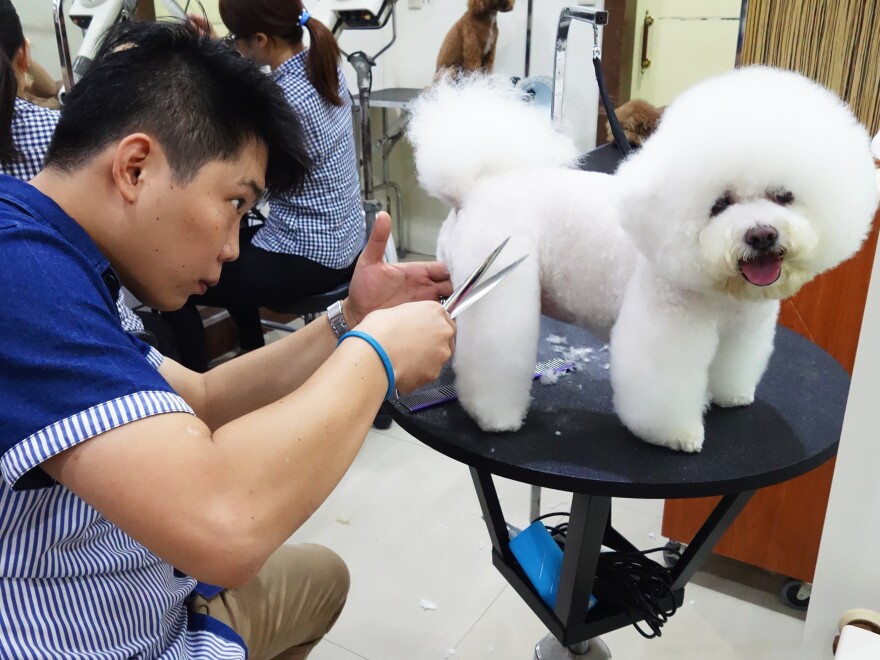 Pet groomer Xiao Mo gets to work shaping Tang Xiong Xiong, one of his many canine clients, into a square.