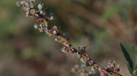 Blueberries continue to adapt and thrive in Florida fields, and as a result new jobs are popping up around the state.