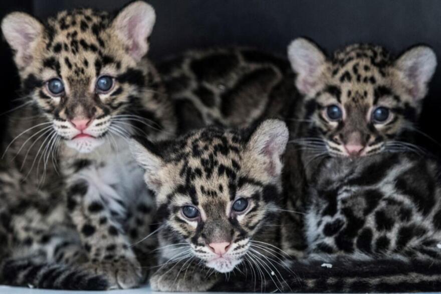 Clouded leopard cubs play in their enclosure at the Mulhouse Zoo, eastern France, on June 3, 2020. Re:Wild has programs to reduce threats, protect, and restore 10 species of small cats, including the clouded leopard. (Sebastien Bozon/AFP via Getty Images)