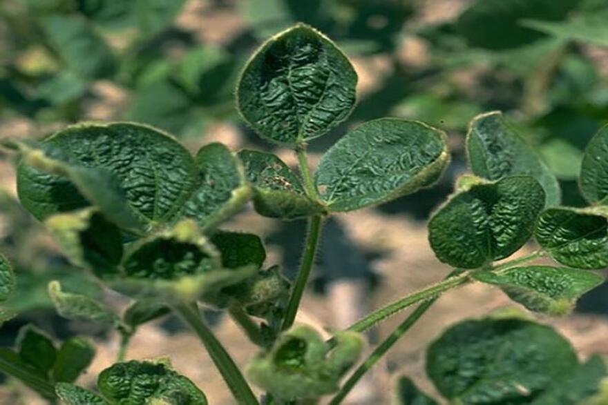 Dicamba can cause "cupping" in non-tolerant soybeans, which are especially susceptible to the herbicide.