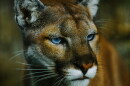 There are more than 6,000 cougars in Oregon