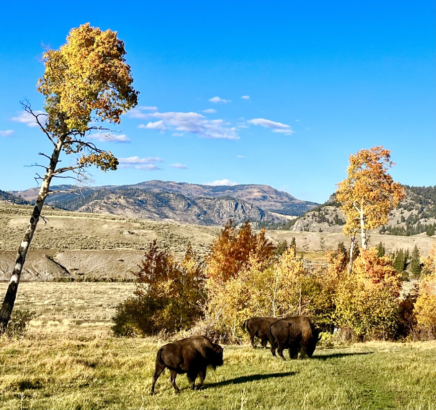 Bison in the Lamar River valley.