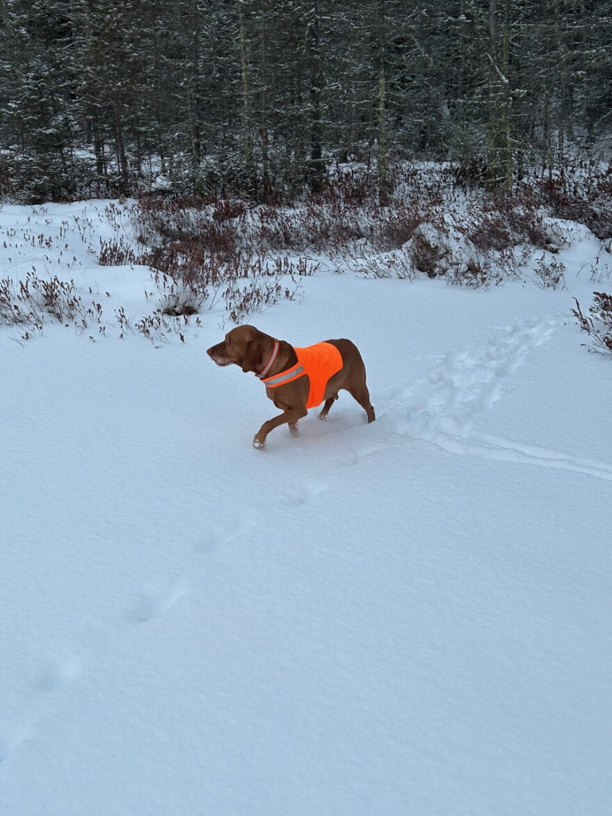 Ole, Kemp Station’s number one pup, enjoys a walk without mosquitoes.