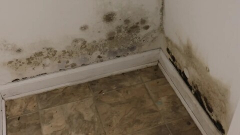 Mold spreads in an apartment on walls in the corner near the baseboards 