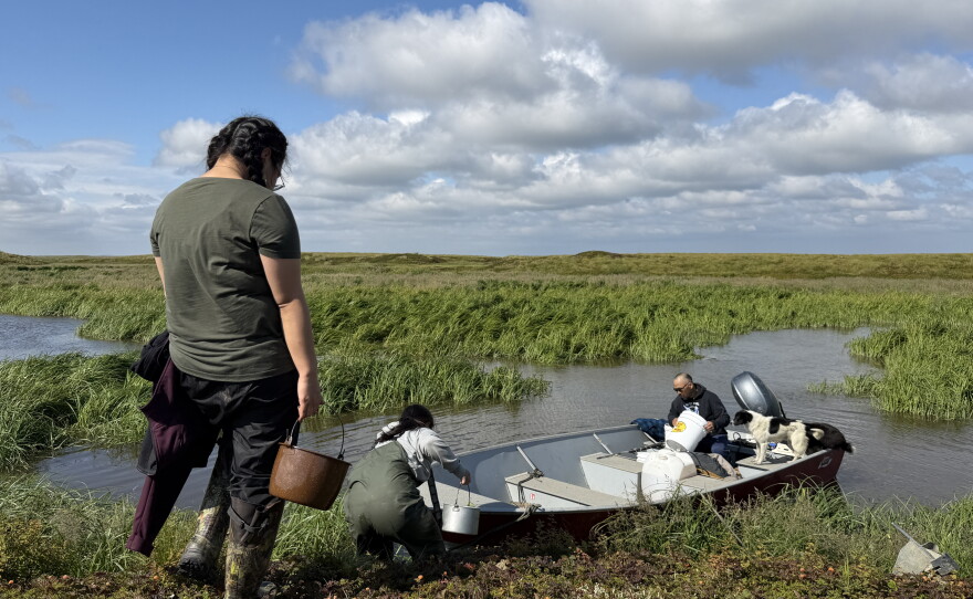 Caley Paul, Preston Evan, and Burt Paul dock their boat on a grassy slough off of the Kugkaktlik River near Kipnuk on Aug. 12, 2026.