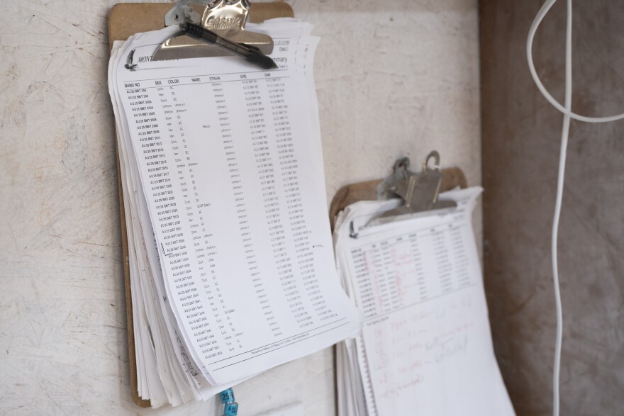 Paperwork in the pigeon loft