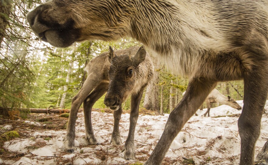 A yearling mountain caribou peers under its mother in the Caribou Rainforest.