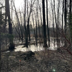 Blufftop wetland that runs the length of Virmond Park holds stormwater naturally but with increased intense storms neighbors to the north were being impacted.