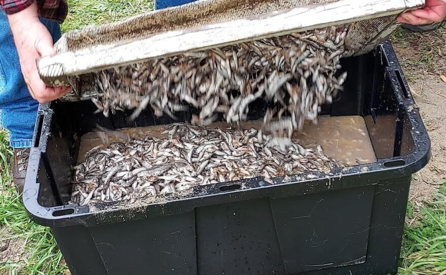 Photos taken by hatchery staff show dead pre-molt Chinook salmon after a man allegedly dumped bleach into their holding tank. Roughly 18,000 fish were poisoned and were removed from the facility.