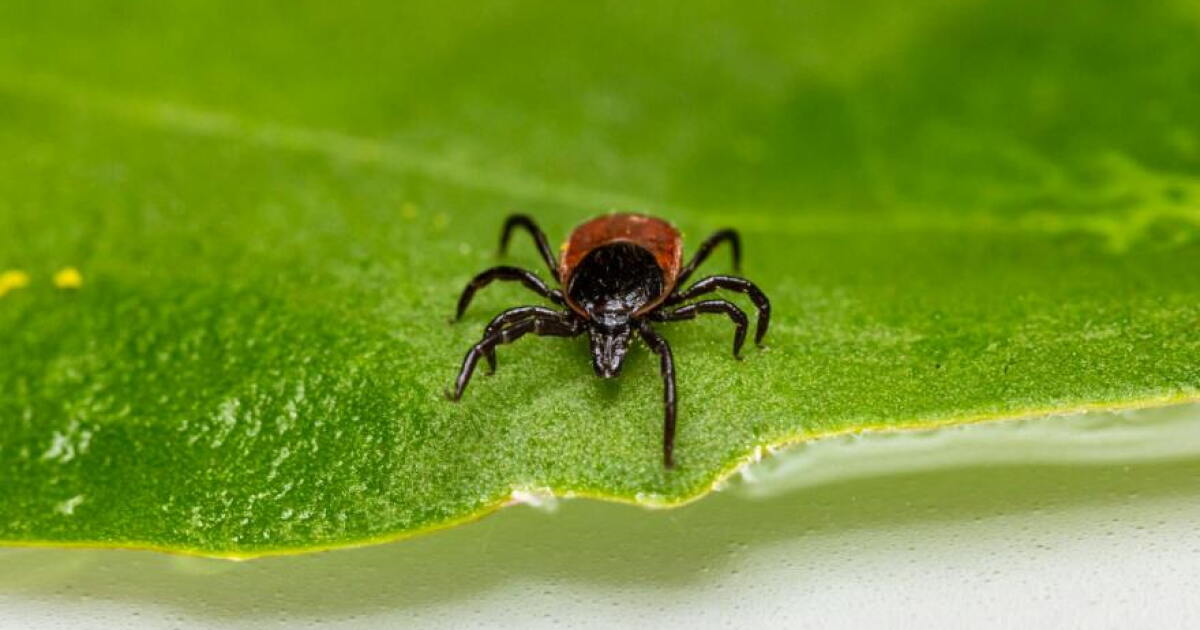 Lyme disease cases skyrocket in Washtenaw County
