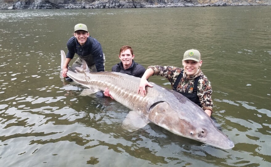 Three people hold a fish that's longer than a person is tall.