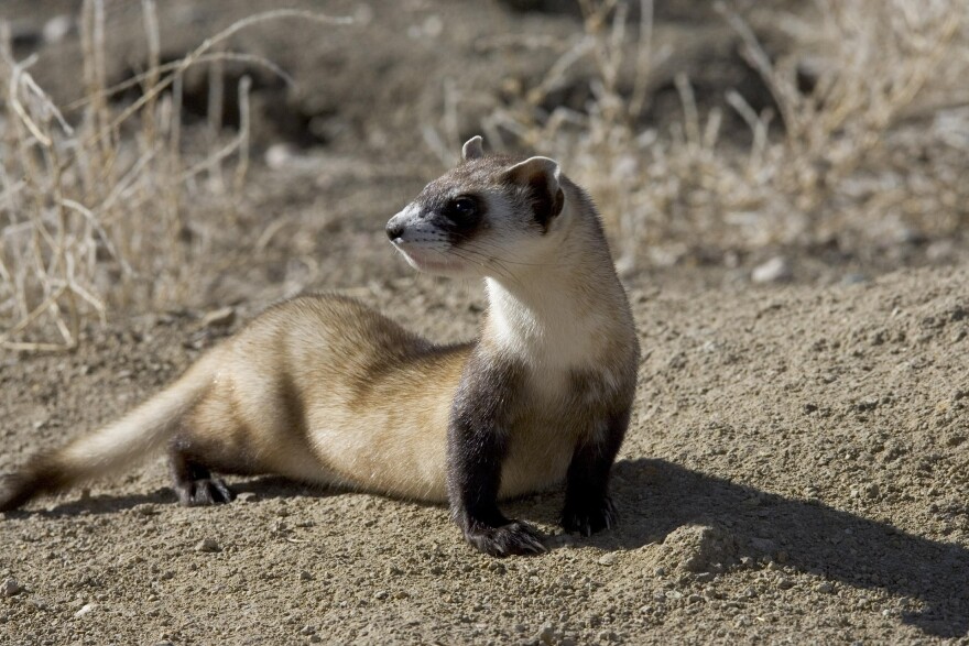 Cloning Endangered Species | WXPR Cloning Endangered Species | WXPR