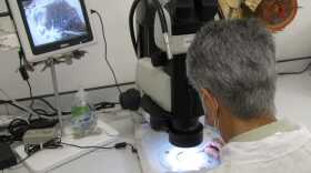 A researcher looks through a microscope with a monitor showing what she's looking at