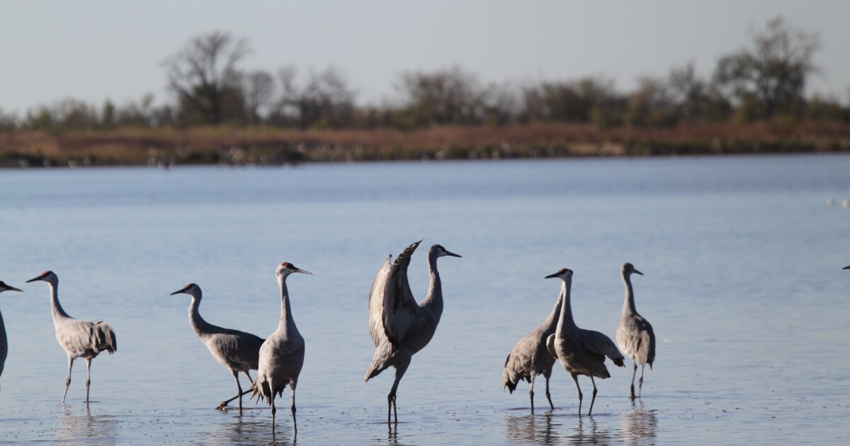 Thousands of migrating cranes will stop at an Oklahoma wildlife refuge this fall. Here's how to see them