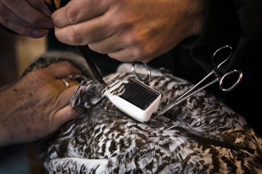 A GPS transmitter is custom-fitted to a snowy owl's back with Teflon ribbons. They fit underneath the feathers and around the wings like a snug backpack.