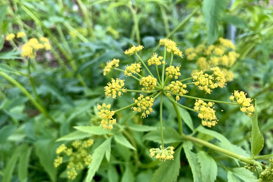 Wild Parsnip has a yellow flower and looks similar to Queen Anne's Lace.