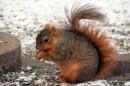 A close-up of a fox squirrel on the ground. 