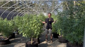 Brenton Ihms, lead grower and part owner of Klondike Cannabis in Farmington, tends to marijuana plants.