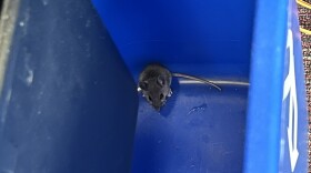 A mouse trapped in a Franklin Hall trash can.