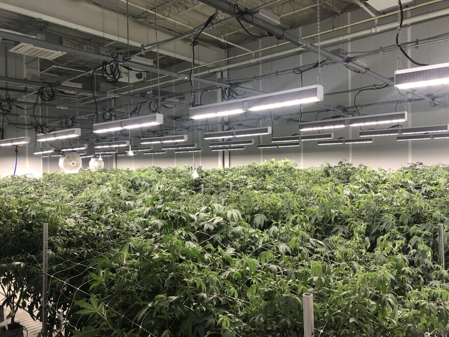 So called "mother" plants donate clippings that are then planted to grow marijuana flowers, or buds. 