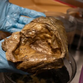 A close up image of the Gulf of Alaska's “golden orb” in the lab of the Smithsonian Institution.