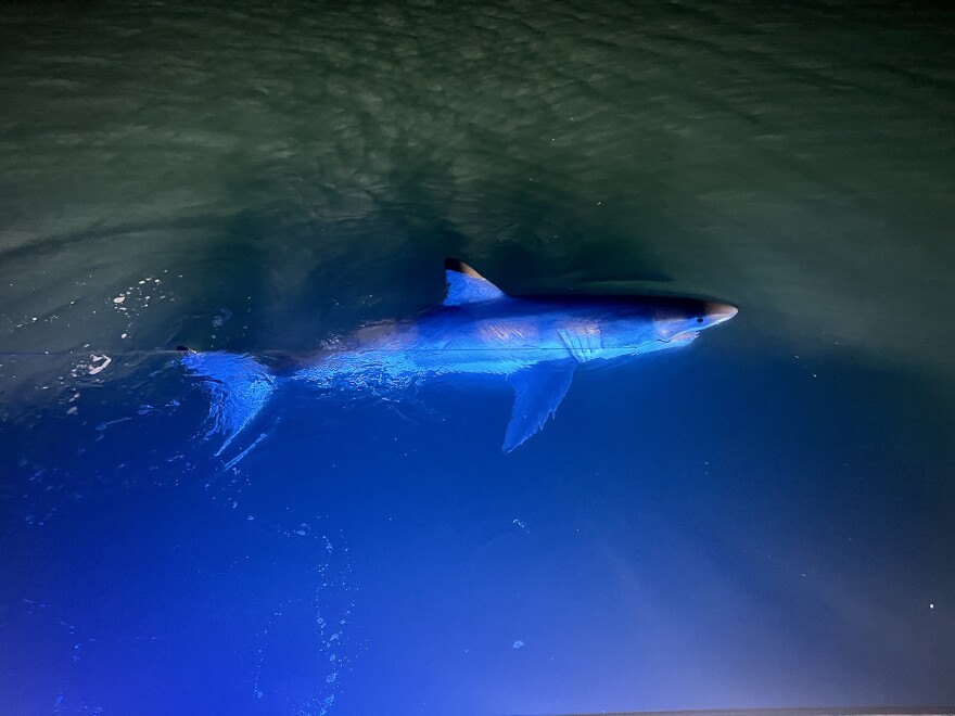 An eight-foot female juvenile white shark called named "bug" was the first shark tagged in Maine this year through a research program from the Maine Department of Marine Resources and University of Massachusetts Dartmouth.