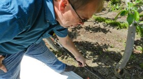 Farmer Jerry Haak checks the irrigation system in an apple orchard.