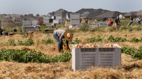 Farm workers are seen picking an onion field Tuesday May 5, 2026 in Edinburg, Texas .(Delcia Lopez | MyRGV/ dlopez@themonitor.com)