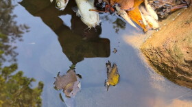 Dead fish floating in a Flint River tributary near Hartsfield-Jackson International Airport.